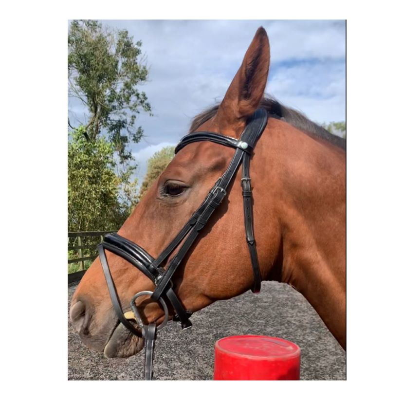 Ultra Comfort Waterford Bridle Highgate Horseware