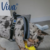 Ancol Viva Padded Harness