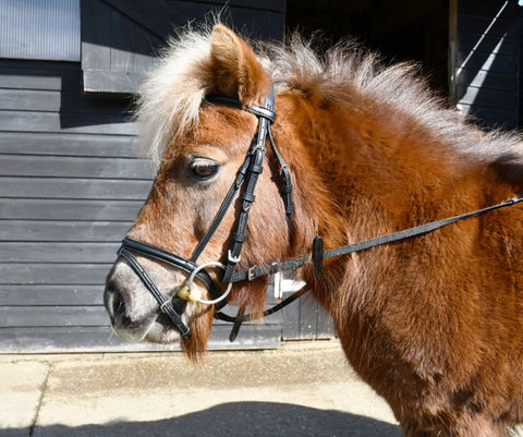 Windsor Synthetic Small Pony Flash Bridle (Inc Reins)