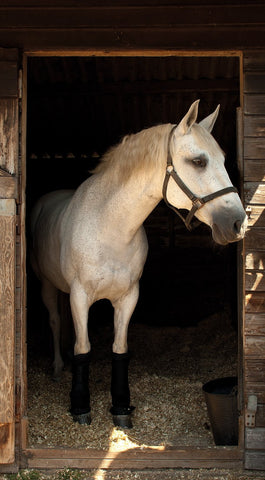 Rhinegold Stable Medicine Boots