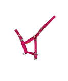 Foal Headcollar