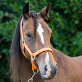Safety Headcollar