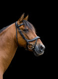 Freedom Comfort Noseband