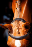 Ultra Comfort Claddagh Bridle
