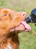 Titan K9® – Flow Control Dog Water Bottle