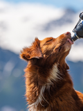 Titan K9® – Flow Control Dog Water Bottle
