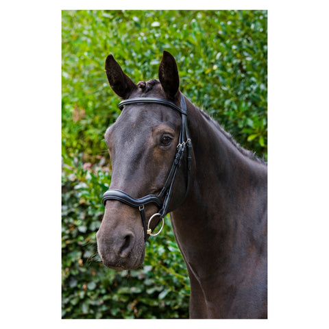 Ecosoft Finesse Bridle