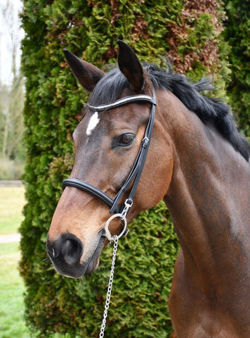 Rhinegold Veneto Leather Show Bridle With Clincher Browband