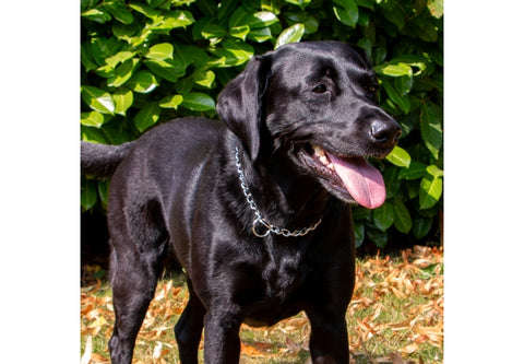 Medium Check Chain for Dog Training