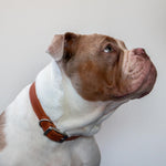 Classic Leather Collar