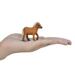 Mojo: Shetland Pony FOAL