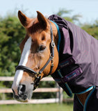 Buster Storm 100g Combo Turnout Rug with Snug-Fit Neck Cover