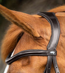 Glorioso Grackle Bridle